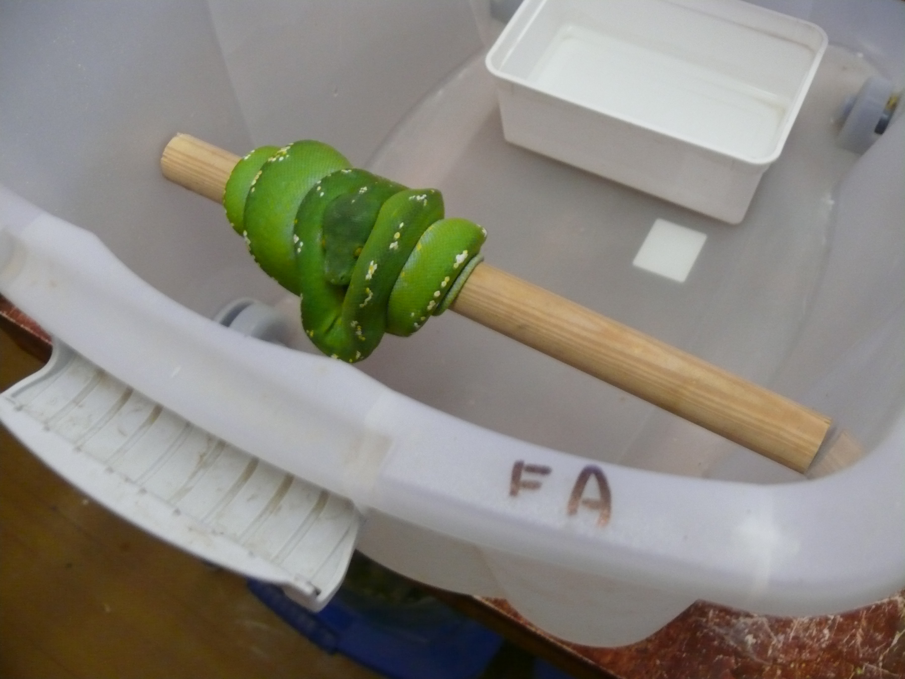 3.Morelia viridis-Aru,female,350 euro.jpg