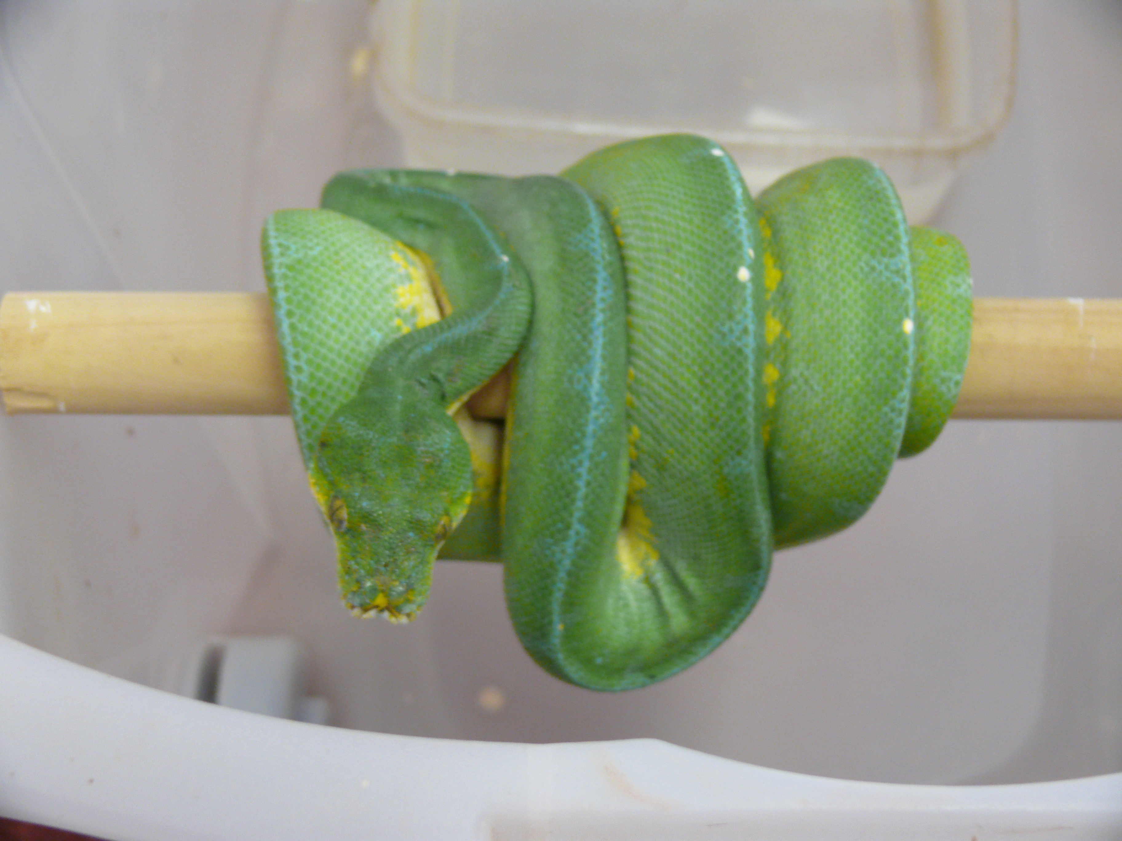 7.morelia viridis-Jayapura,female,350 euro.jpg