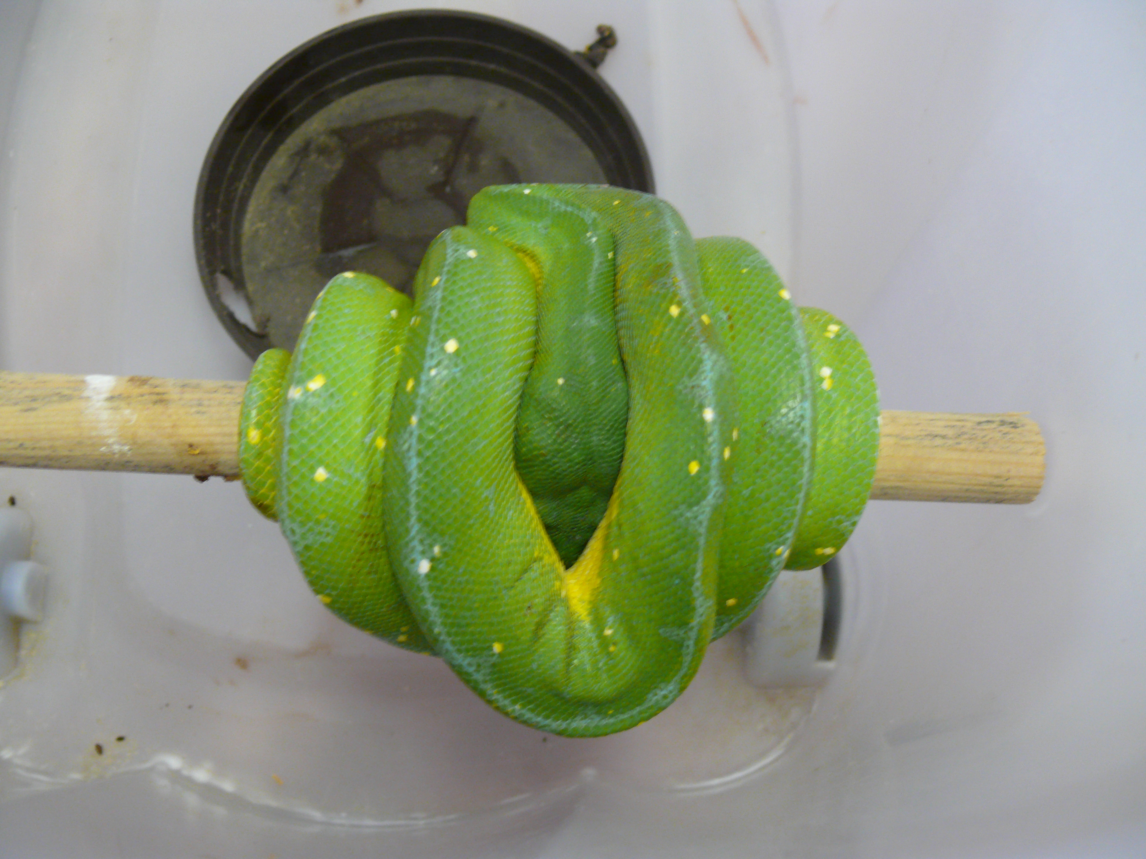 10.morelia viridis-Jayapura,male,350 euro.jpg