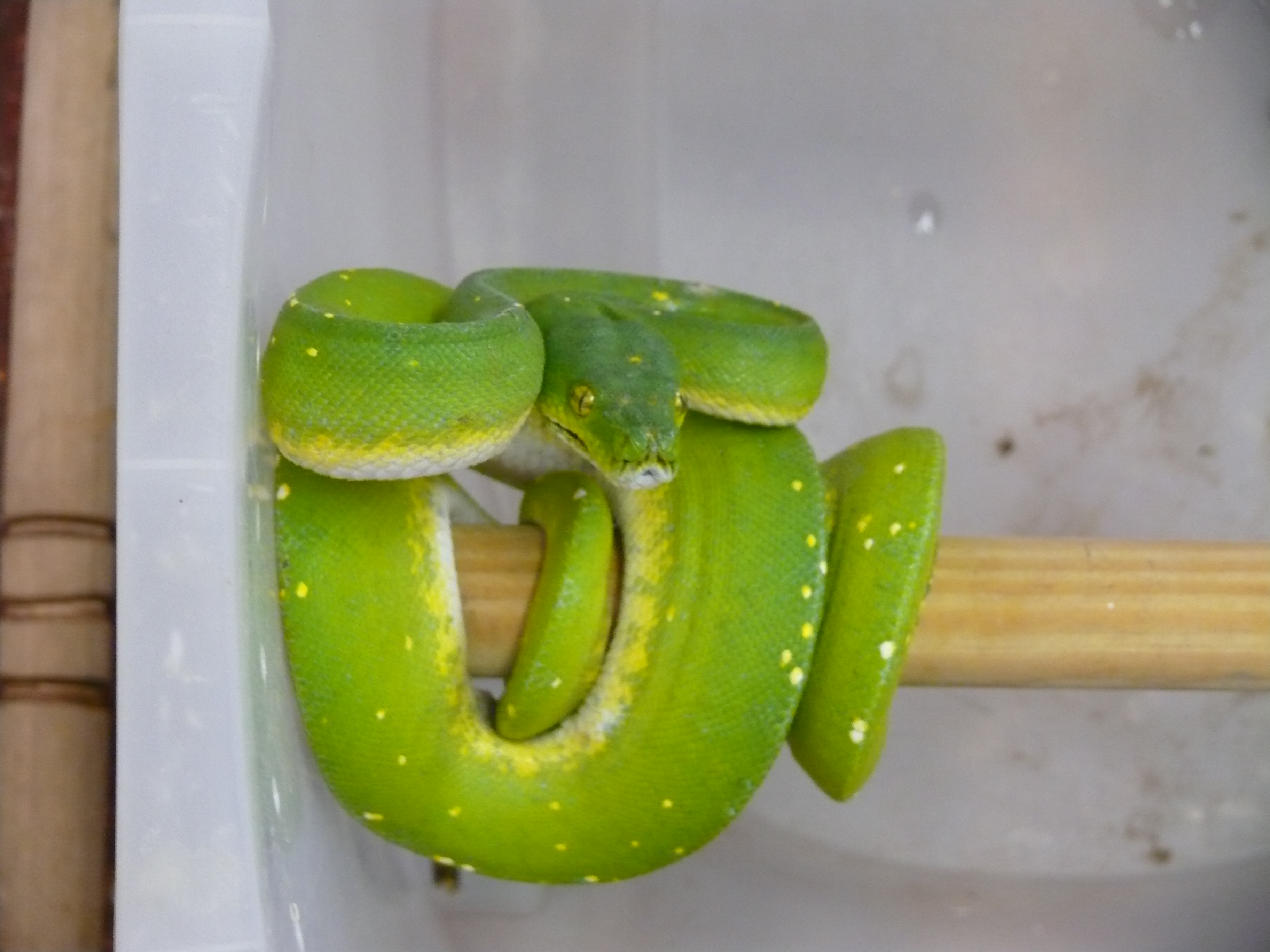 12.Morelia viridis-Jayapura,male,350 euro.jpg