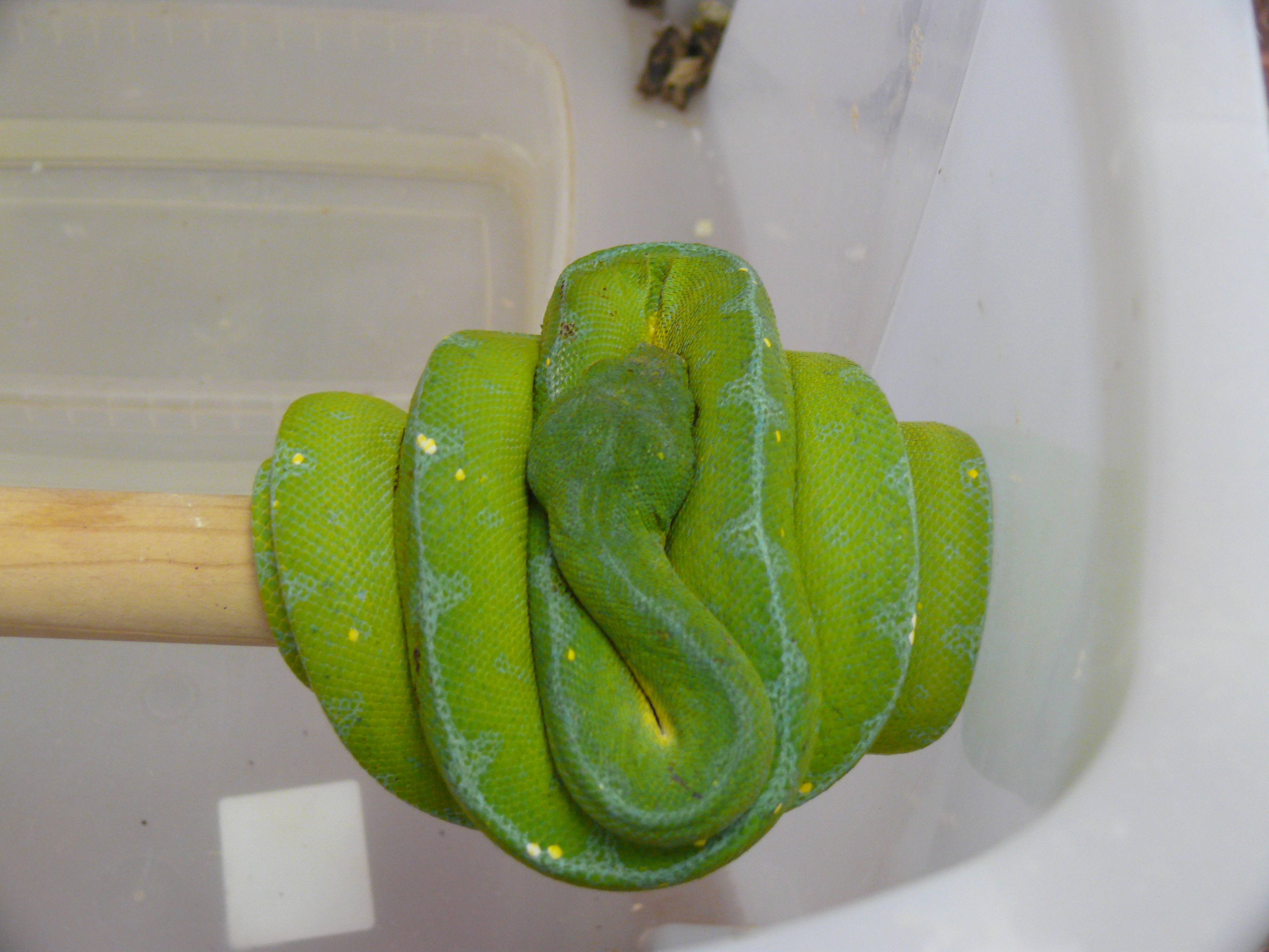 13.Morelia viridis-Jayapura,male,350 euro.jpg