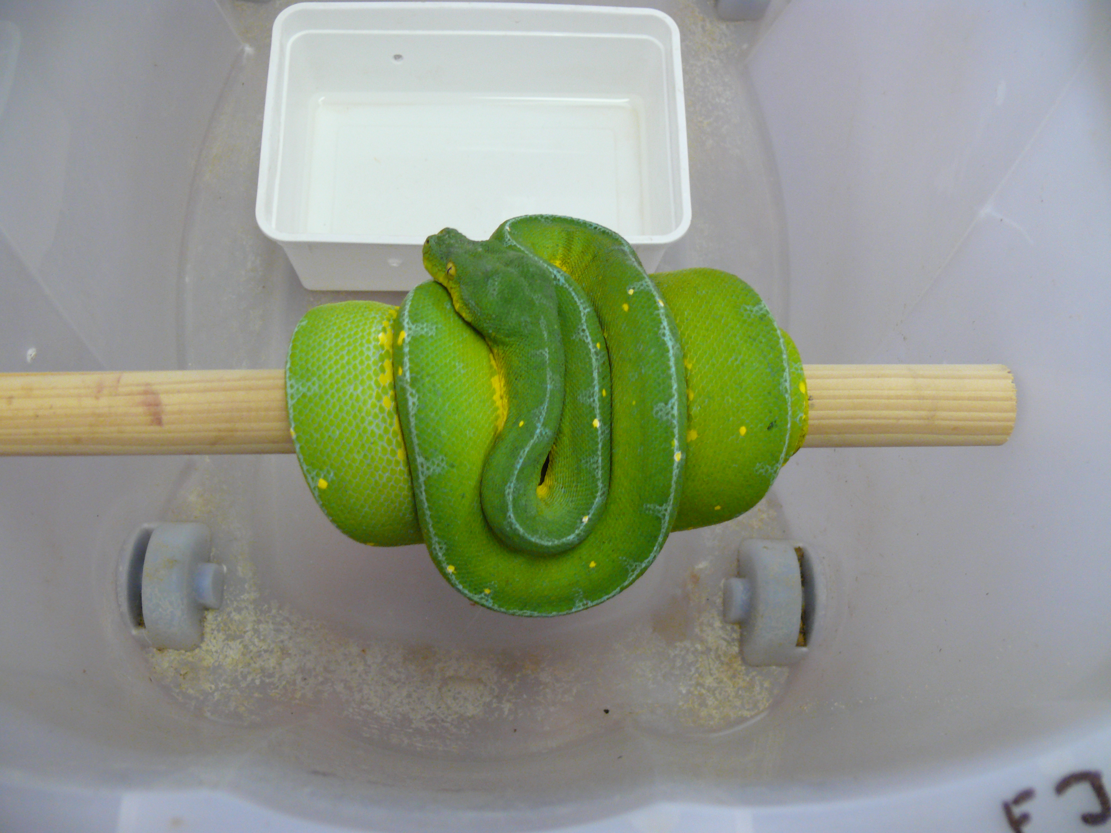 14.morelia viridis-Jayapura,female,350 euro.jpg