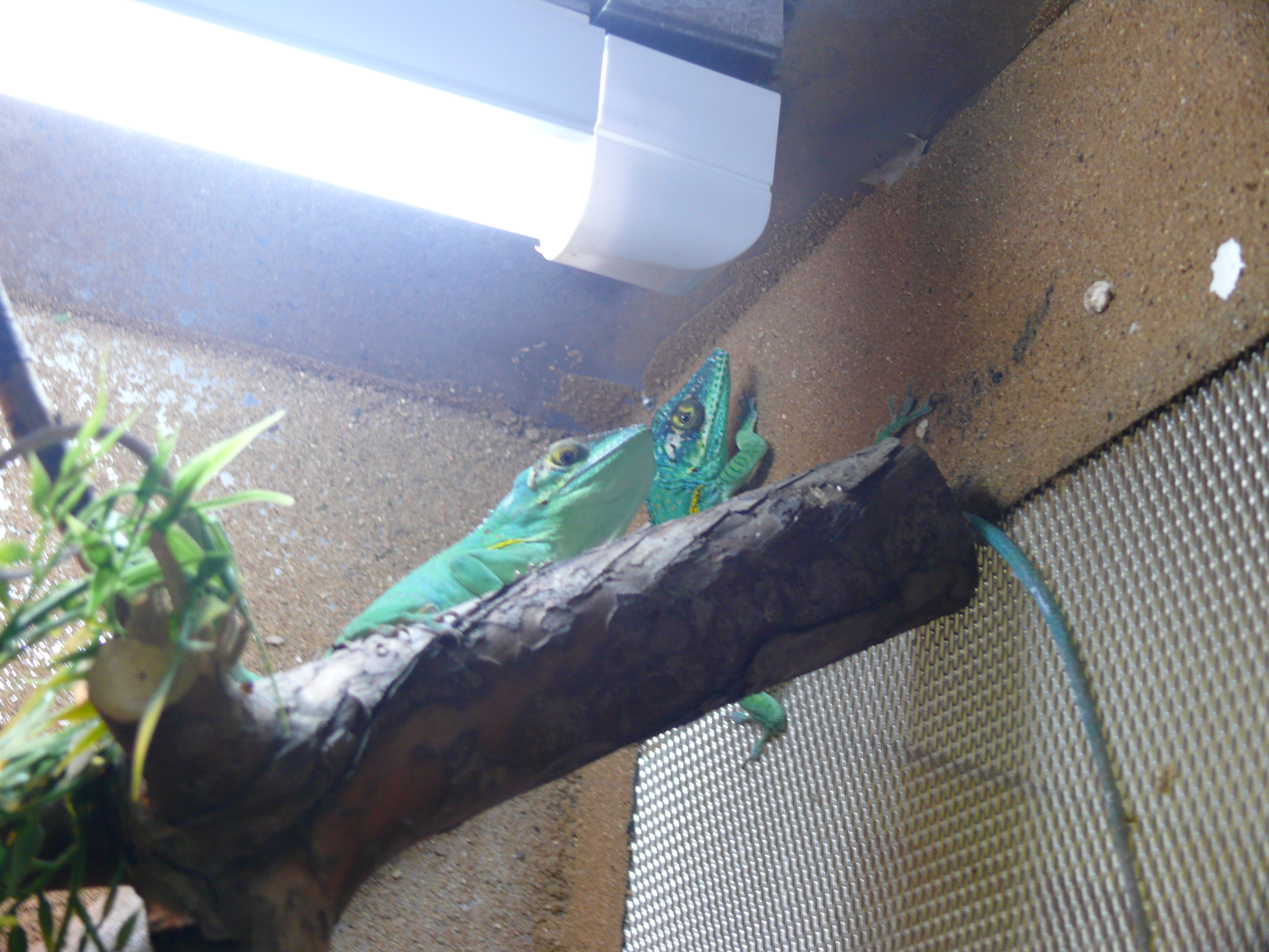 1.Anolis baracoae,200 euro-pair.jpg